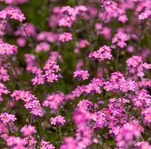 Load image into Gallery viewer, Olle Garden Seedlings  - Flower Bundle (Spring)
