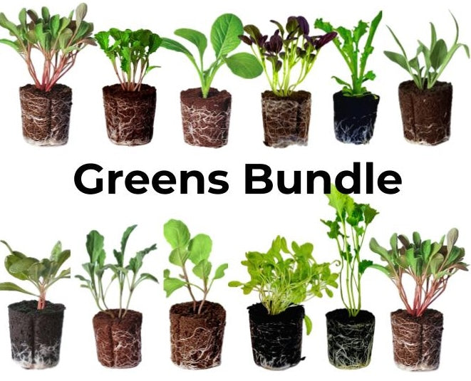 Olle Garden Seedlings - Greens Mix (Spring)