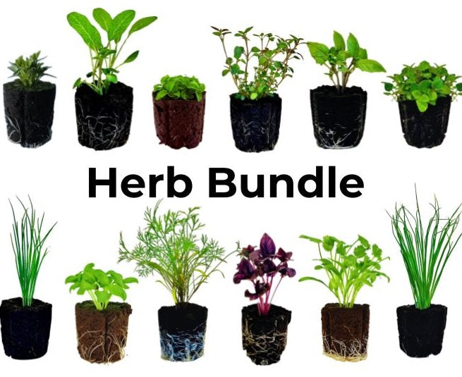 Olle Gardens Seedlings Herb Bundle