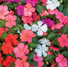 Load image into Gallery viewer, Olle Garden Seedlings  - Flower Bundle (Spring)
