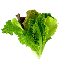 Load image into Gallery viewer, Olle Garden Seedlings  - Lettuce Mix (Spring)
