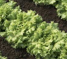 Load image into Gallery viewer, Olle Garden Seedlings  - Lettuce Mix (Spring)
