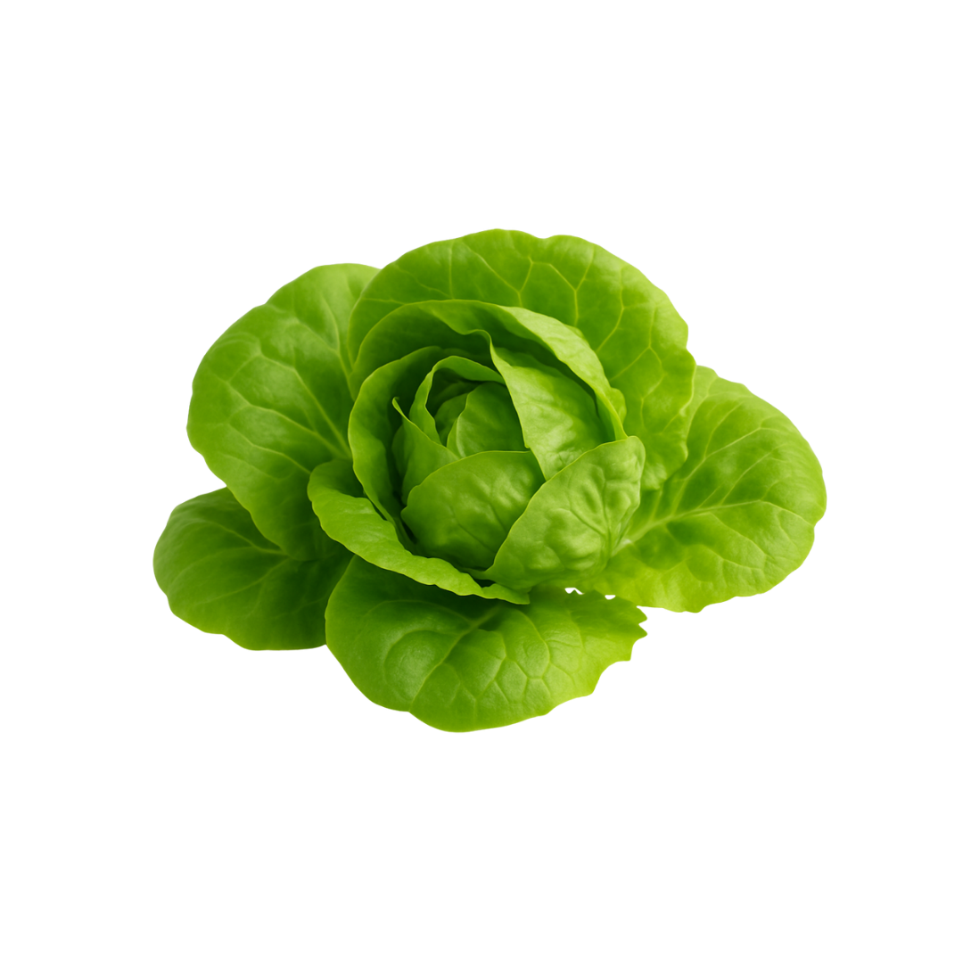 Olle Gardens Lettuce Bundle