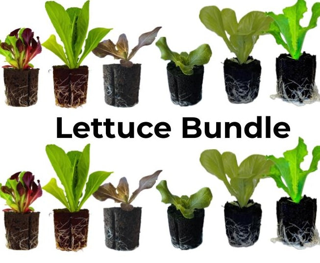 Olle Garden Seedlings  - Lettuce Mix (Spring)