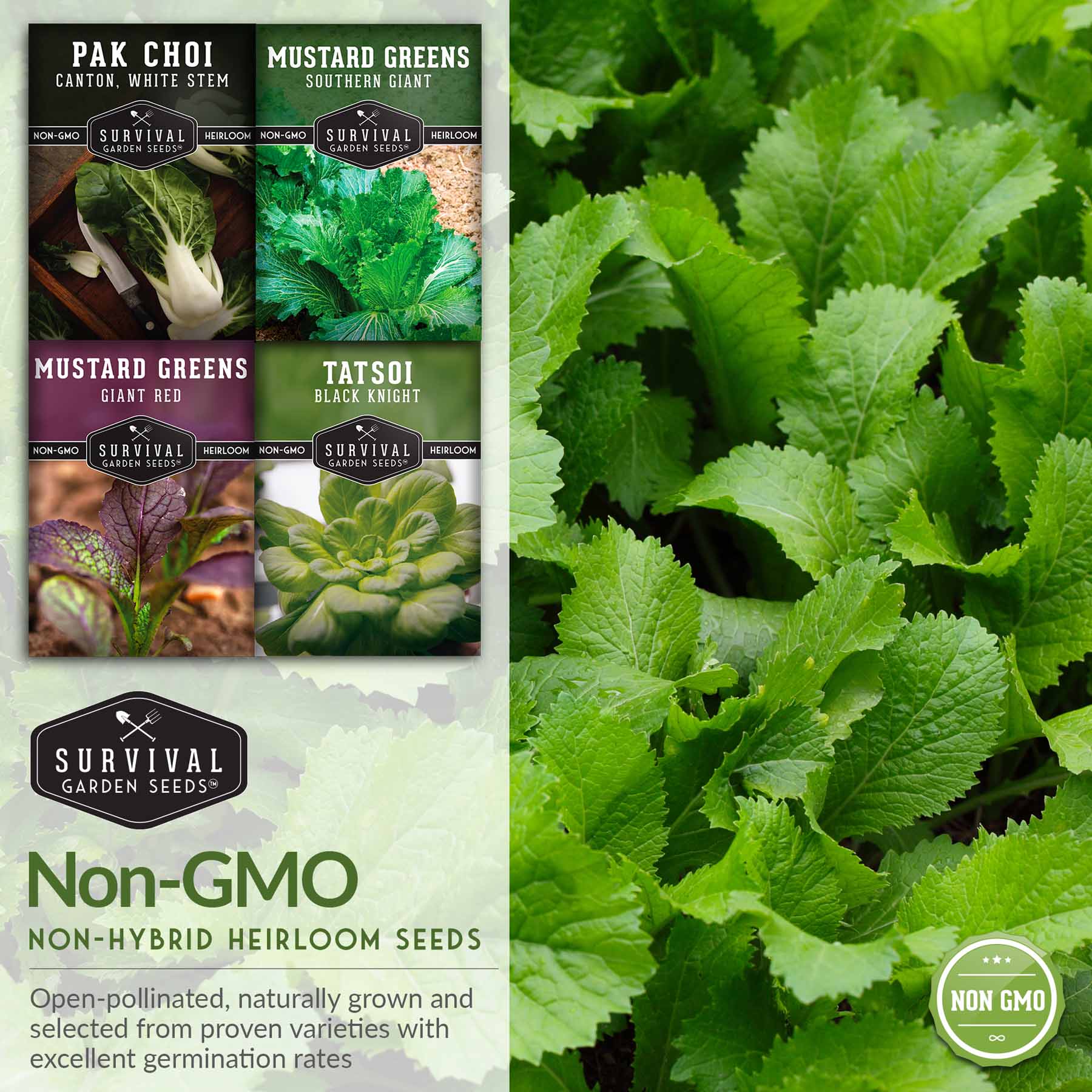 Mustard & Asian Greens Seed Collection – 4 Heirloom Non-GMO Varieties: Tatsoi, Southern Giant, Giant Red & Pak Choi for Year-Round Garden Harvests
