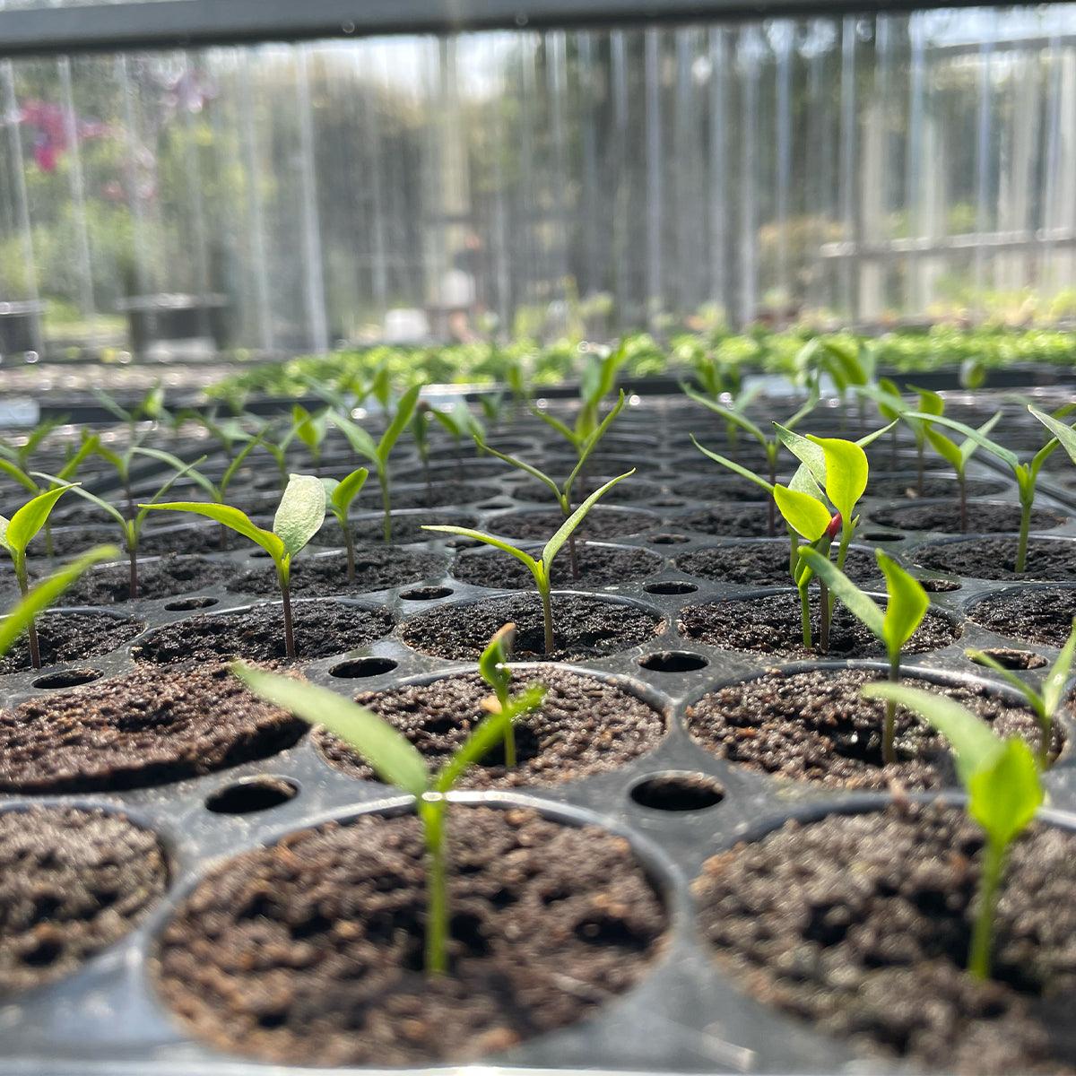Olle Gardens qty. 2 |  17