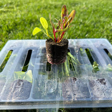 Load image into Gallery viewer, Olle Gardens qty. 2 |  17&quot; 12-in-1 and Olle Seedlings Farmers Bundle

