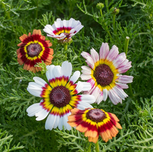 Load image into Gallery viewer, Olle Garden Seedlings  - Flower Bundle (Spring)
