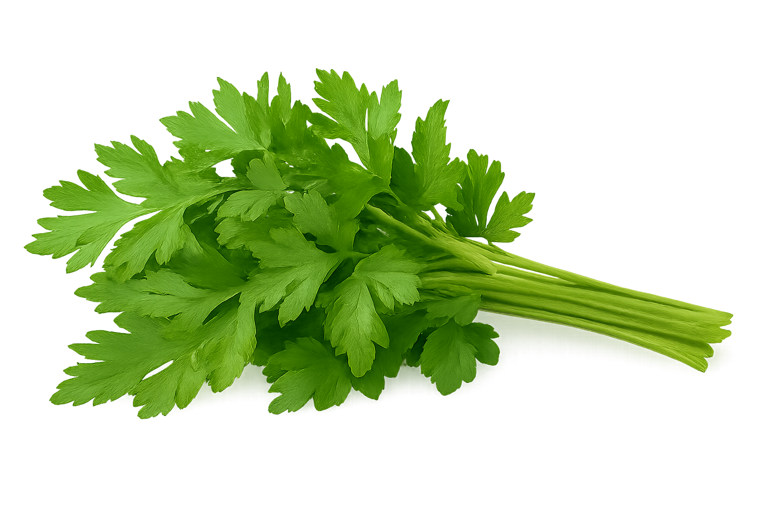 Olle Gardens Seedlings Herb Bundle