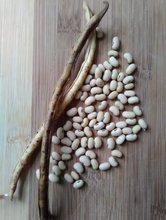 Load image into Gallery viewer, Olle Garden Seedlings - Roots &amp; Shoots Bundle (Spring)
