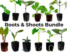 Load image into Gallery viewer, Olle Garden Seedlings - Roots &amp; Shoots Bundle (Spring)
