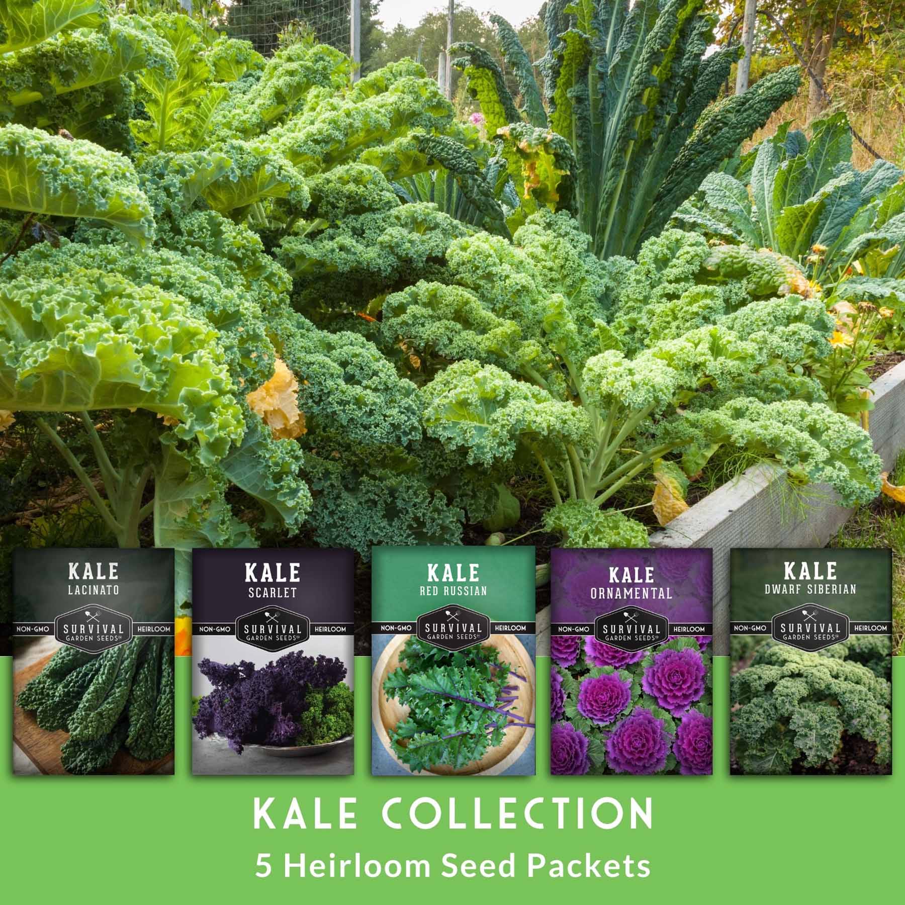 5 Heirloom Kale Varieties Seed Collection – Red Russian, Scarlet, Lacinato, Siberian & Ornamental Kale Seeds for Planting Year-Round Greens and Garden Color