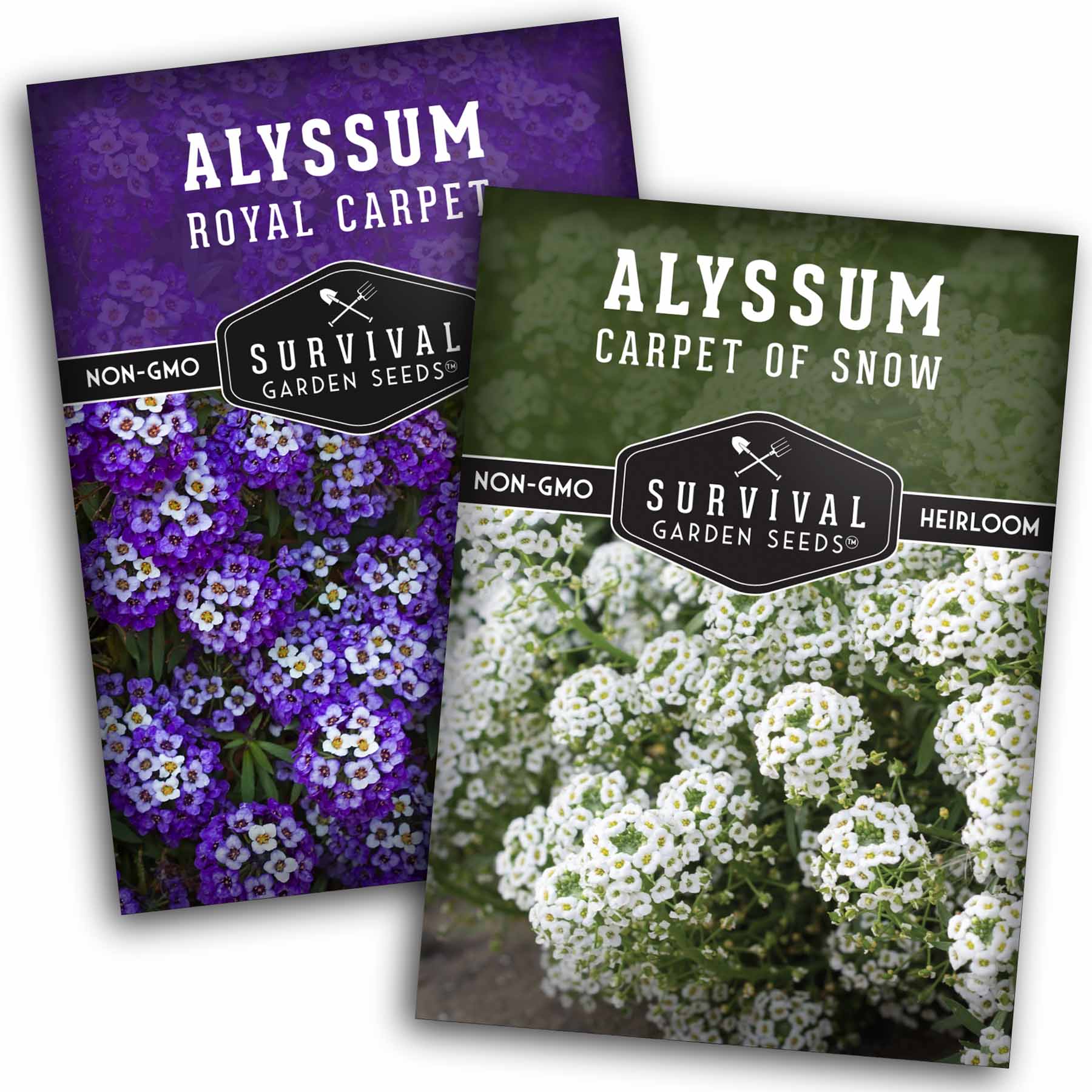 Alyssum Seed Collection – Royal Carpet & Carpet of Snow for Fragrant, Pollinator-Friendly Groundcover