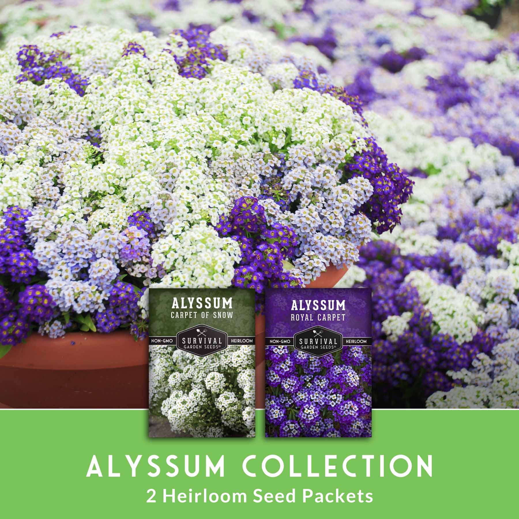 Alyssum Seed Collection – Royal Carpet & Carpet of Snow for Fragrant, Pollinator-Friendly Groundcover