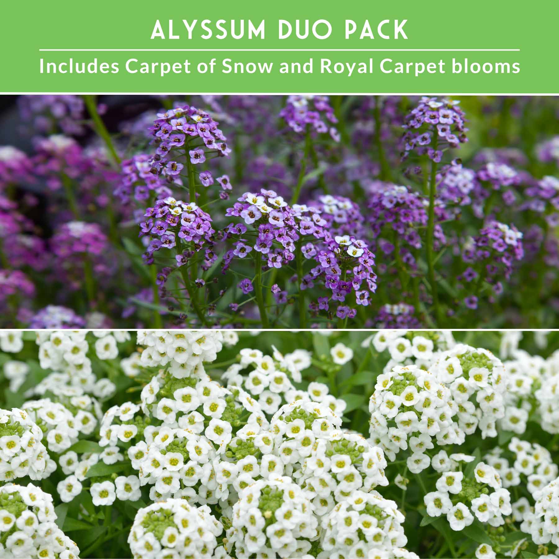 Alyssum Seed Collection – Royal Carpet & Carpet of Snow for Fragrant, Pollinator-Friendly Groundcover