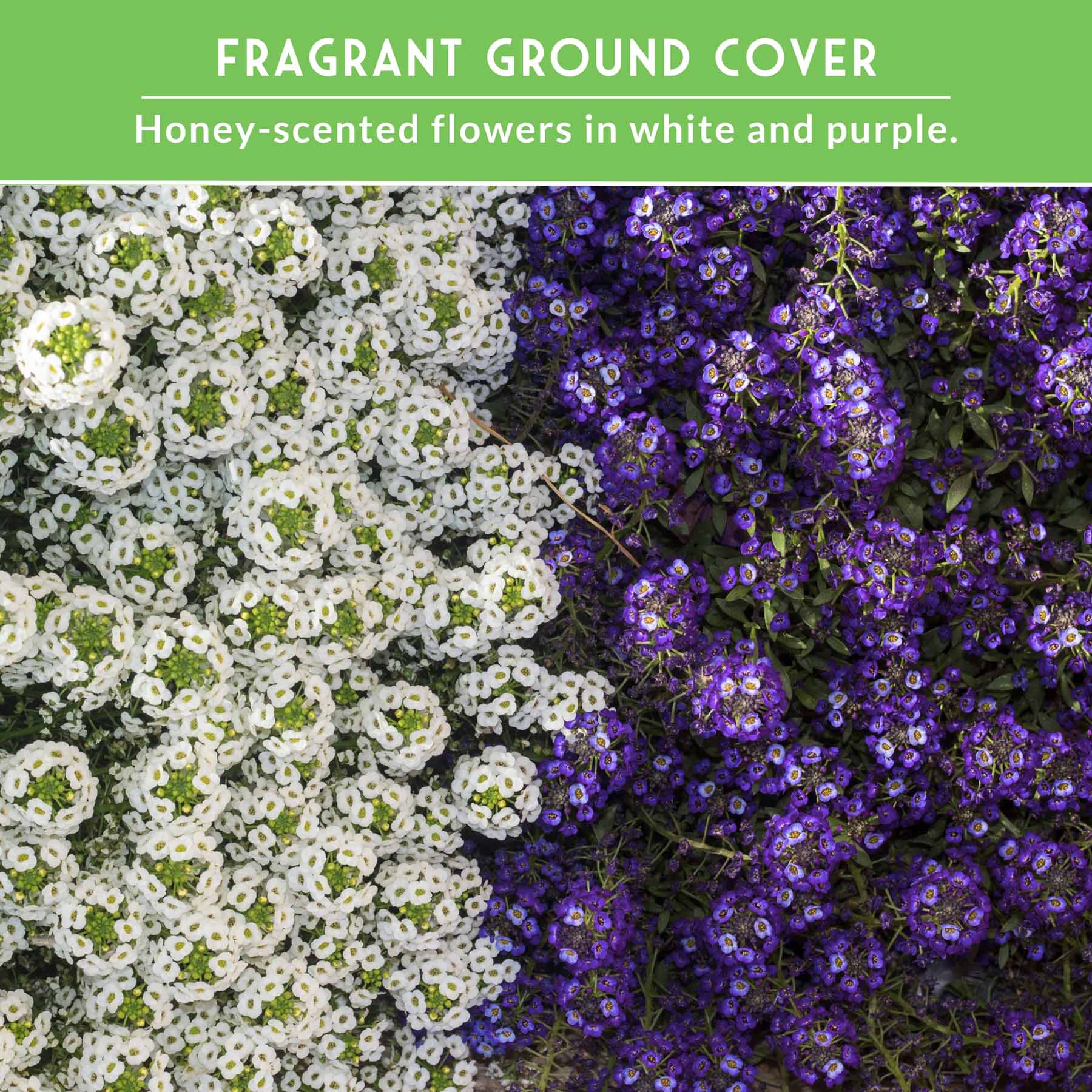 Alyssum Seed Collection – Royal Carpet & Carpet of Snow for Fragrant, Pollinator-Friendly Groundcover