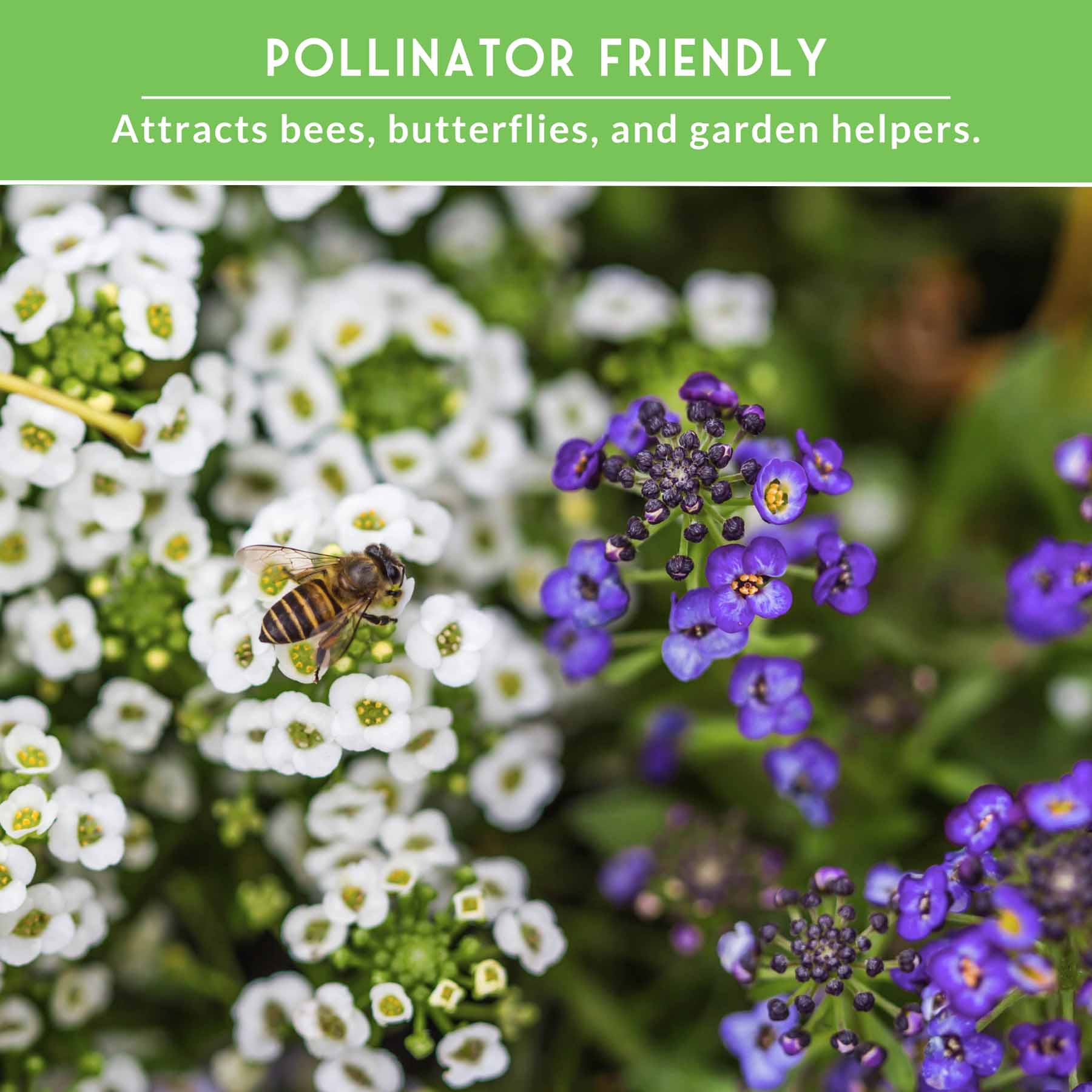 Alyssum Seed Collection – Royal Carpet & Carpet of Snow for Fragrant, Pollinator-Friendly Groundcover