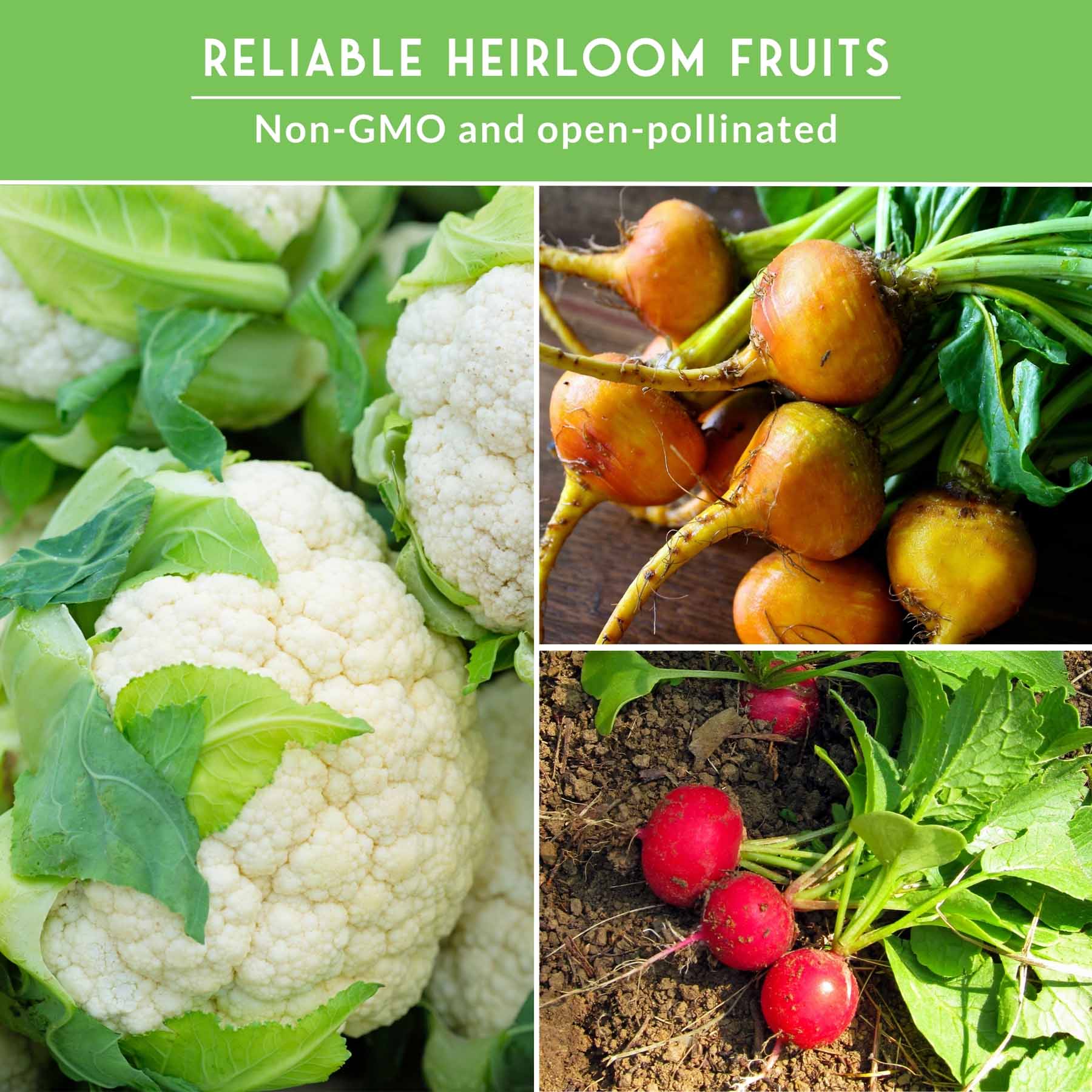 Fall Vegetable Seed Collection – 8 Heirloom Non-GMO Varieties for Cool-Weather Gardening, Indoor Growing & Year-Round Harvests