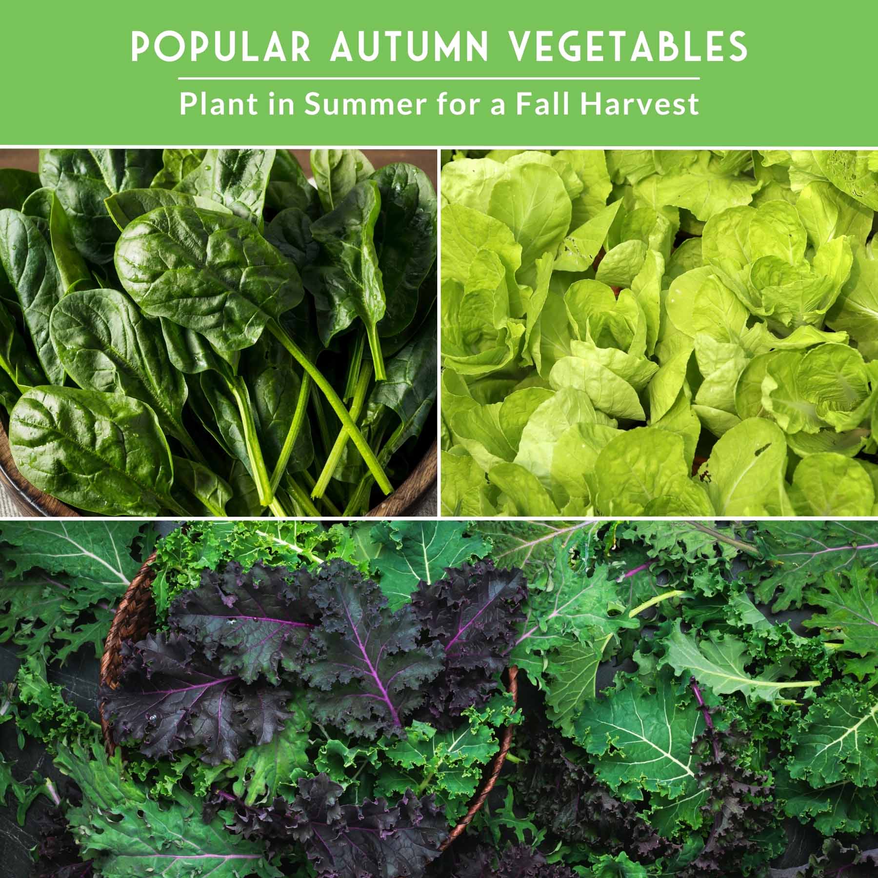 Fall Vegetable Seed Collection – 8 Heirloom Non-GMO Varieties for Cool-Weather Gardening, Indoor Growing & Year-Round Harvests