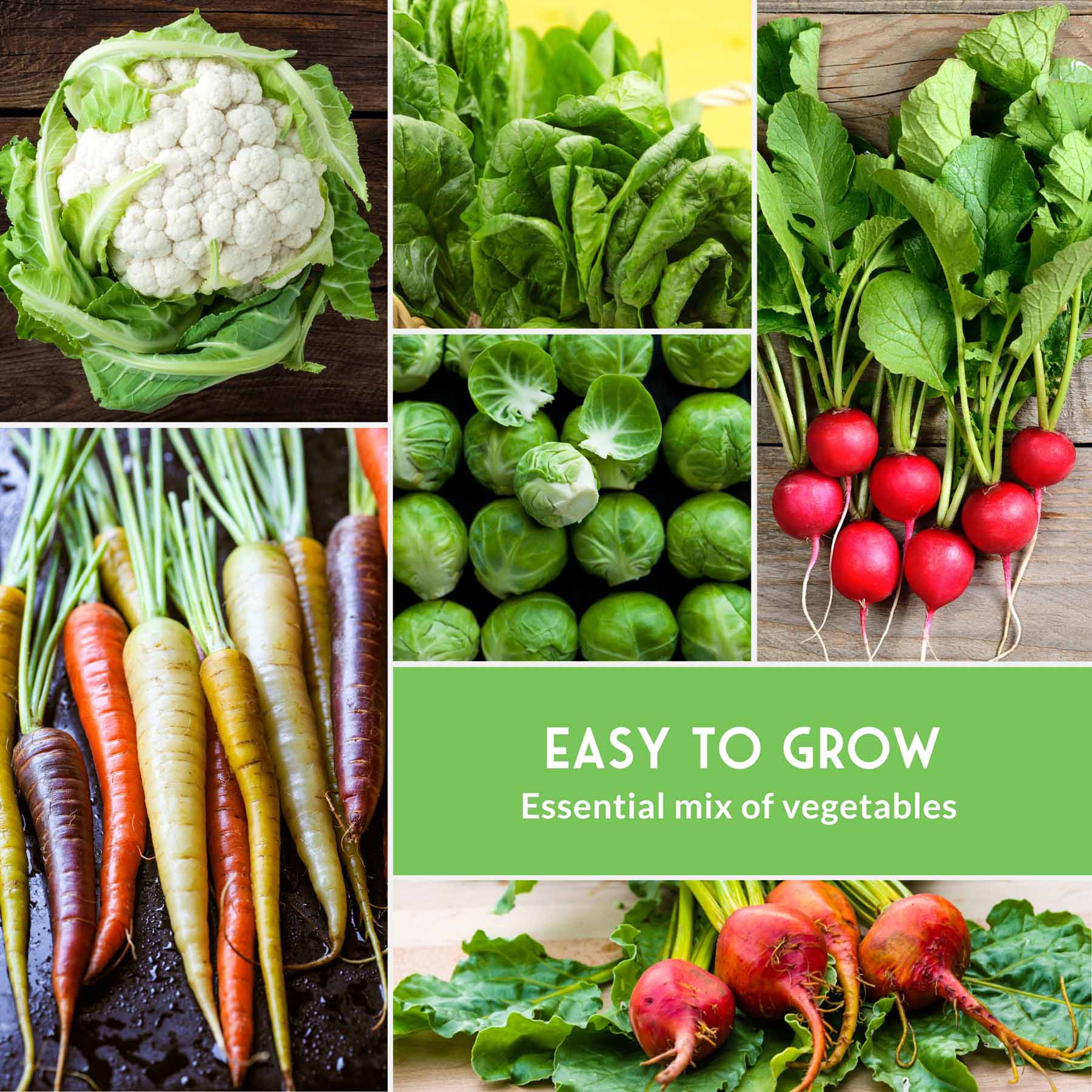 Fall Vegetable Seed Collection – 8 Heirloom Non-GMO Varieties for Cool-Weather Gardening, Indoor Growing & Year-Round Harvests