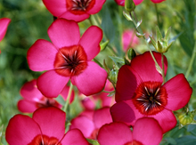 Load image into Gallery viewer, Olle Garden Seedlings  - Flower Bundle (Spring)
