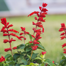 Load image into Gallery viewer, Olle Garden Seedlings  - Flower Bundle (Spring)
