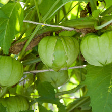 Load image into Gallery viewer, Olle Garden Seedlings - Nightshade Bundle (Spring)
