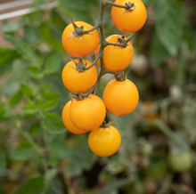 Load image into Gallery viewer, Olle Garden Seedlings - Nightshade Bundle (Spring)
