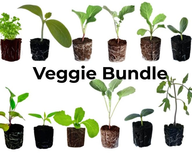 Olle Garden Seedlings - Veggie Mix (Spring)