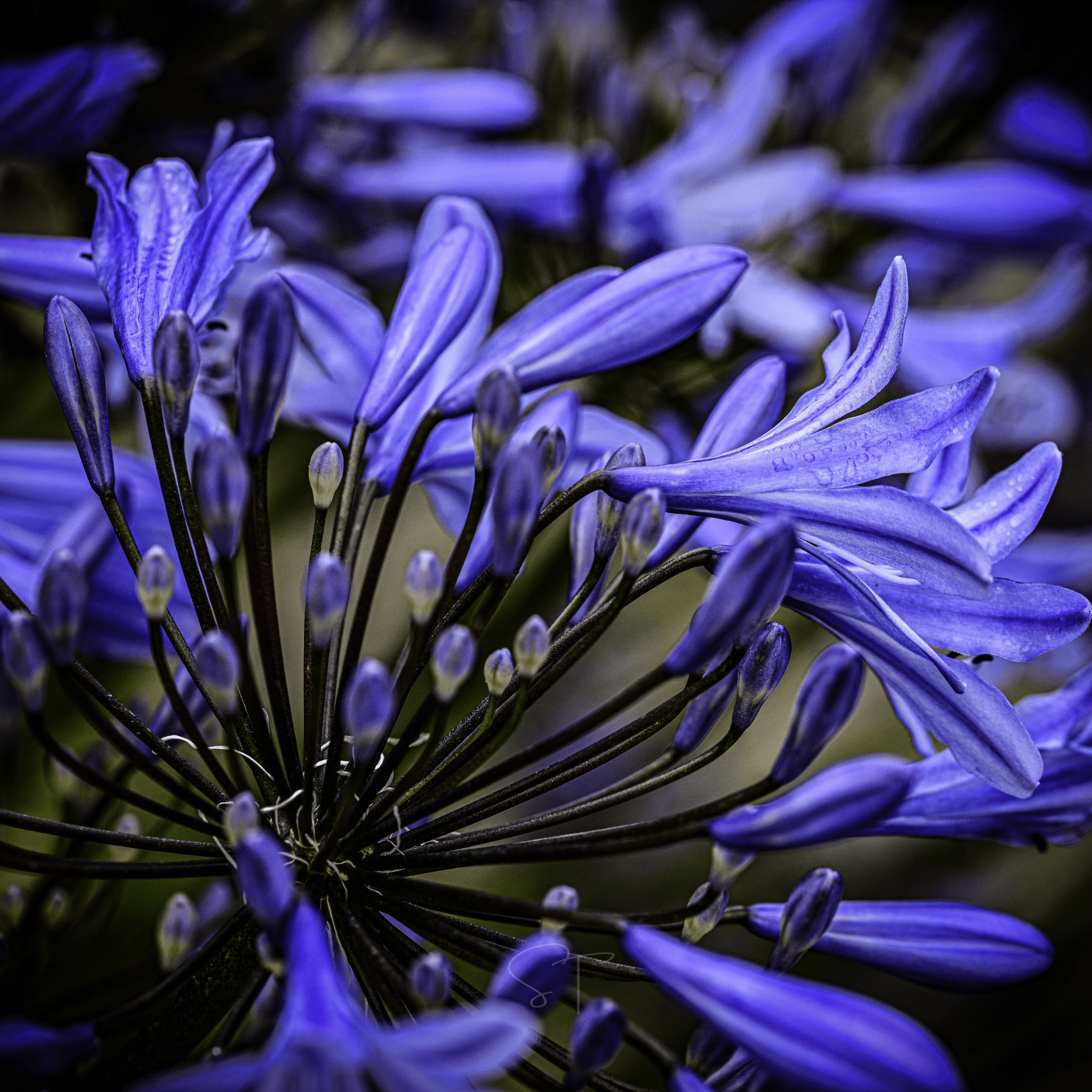 African Lily – 25 Seeds