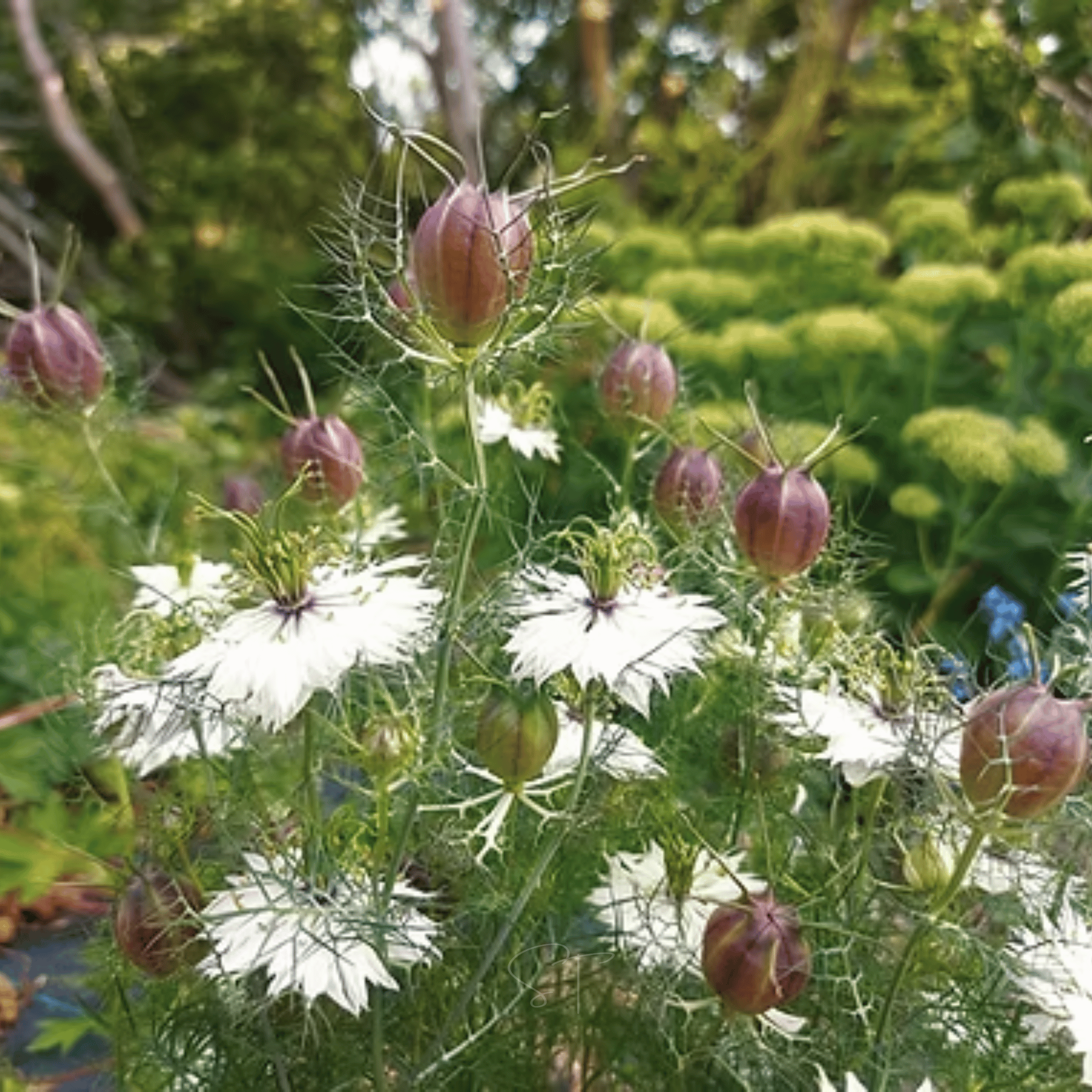 Albion Black Pods Love in a Mist – 100 Seeds