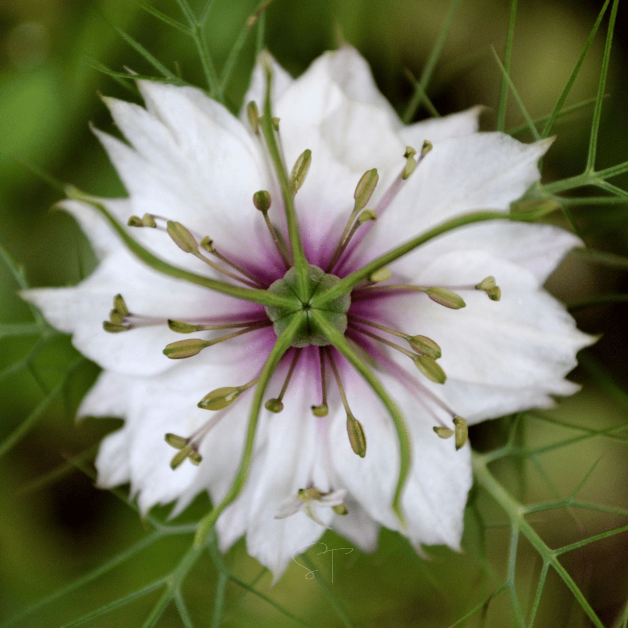 Albion Black Pods Love in a Mist – 100 Seeds