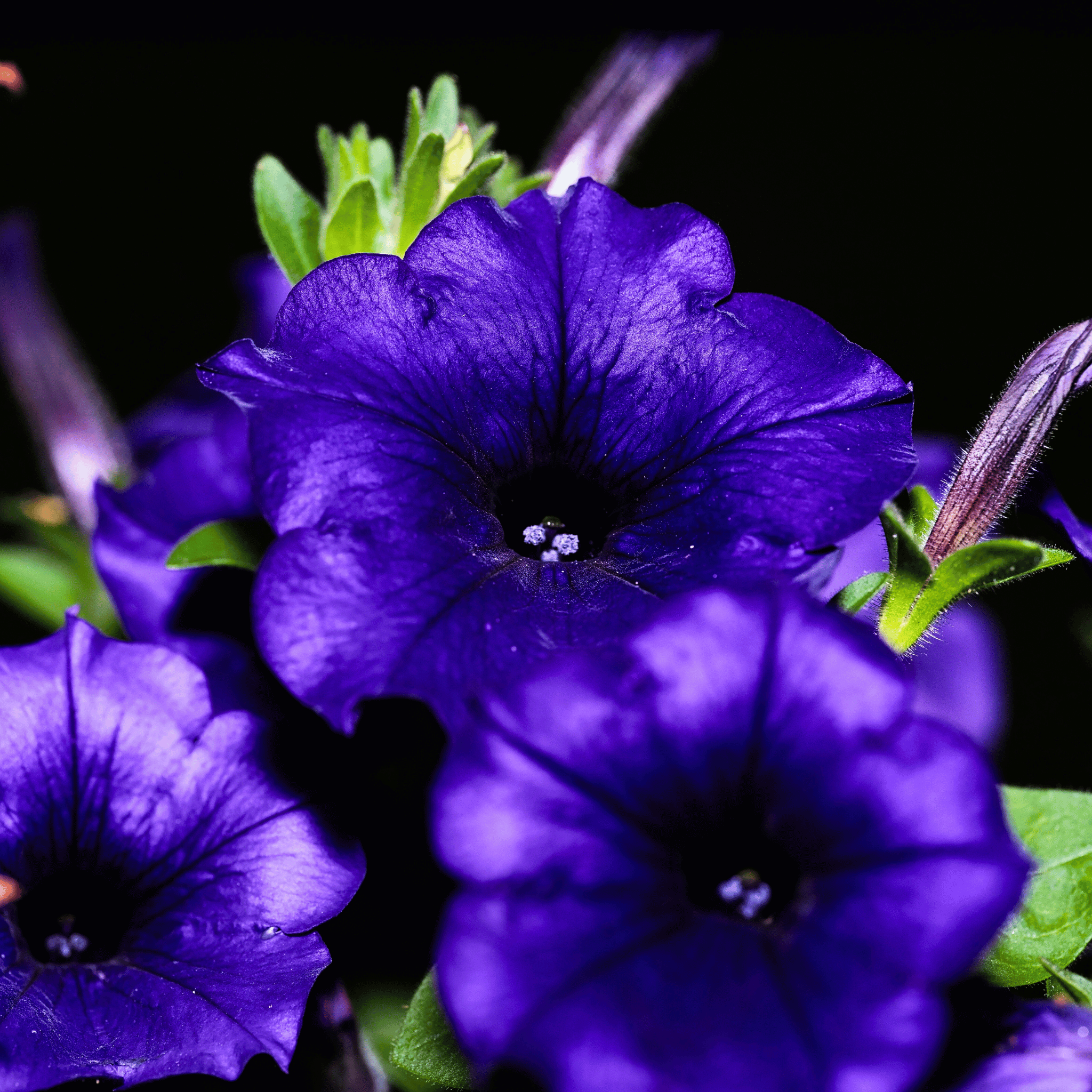 Alderman Blue Petunia – 100 Seeds