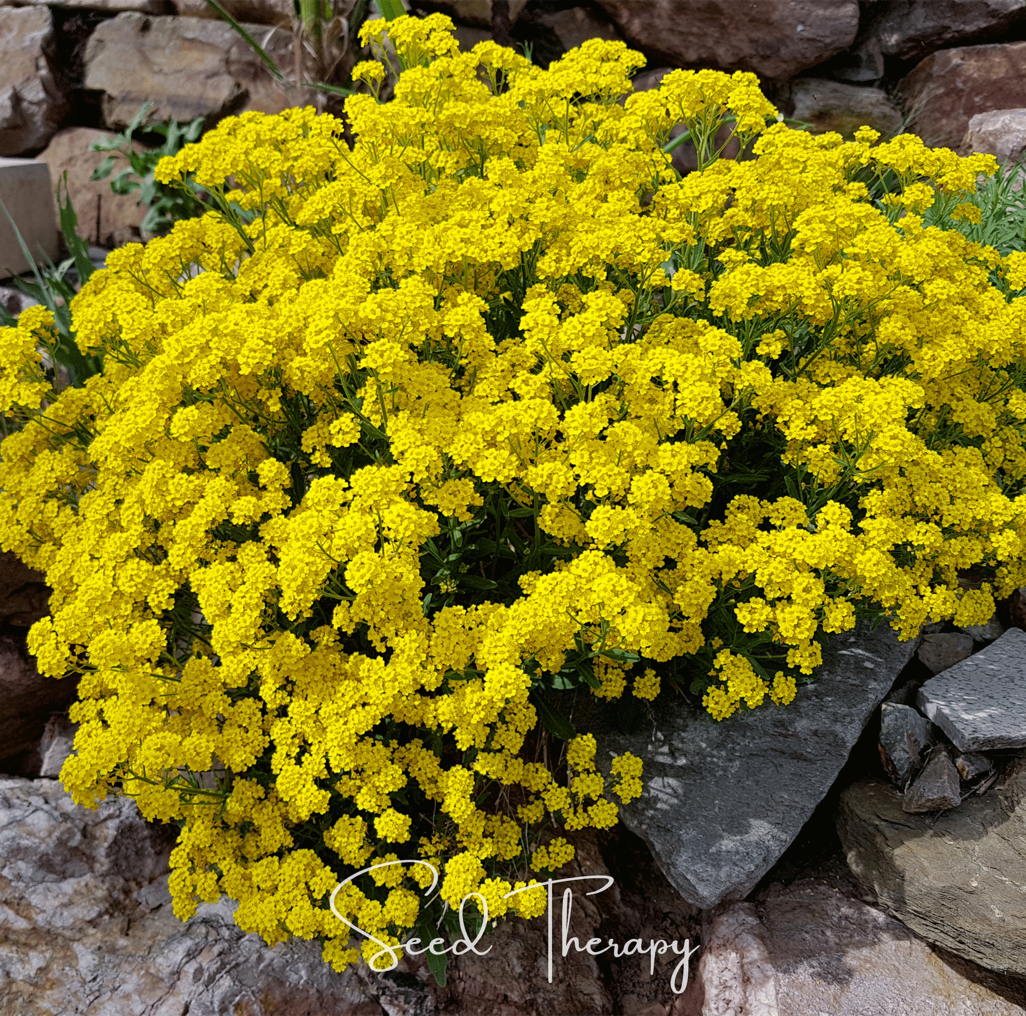 Basket of Gold Alyssum – 100 Seeds
