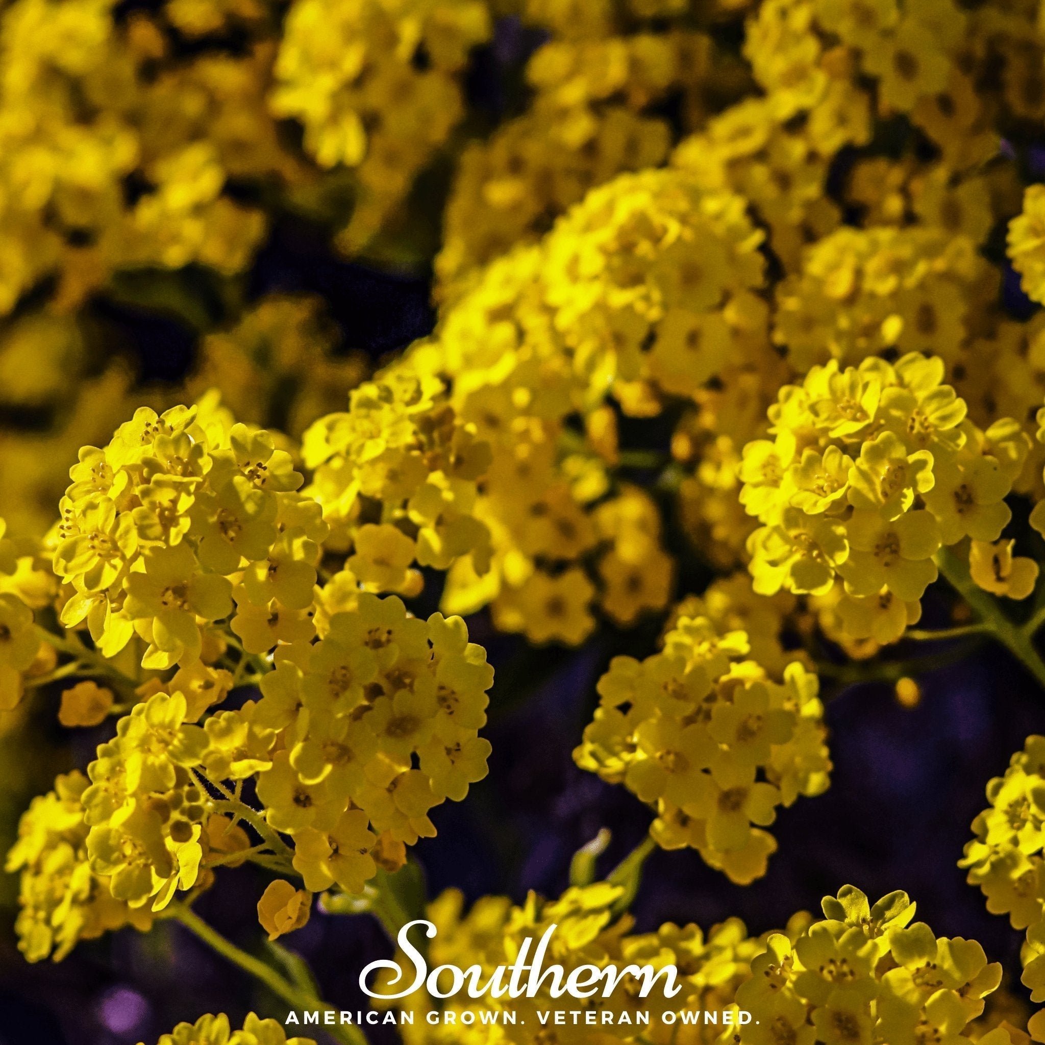 Basket of Gold Alyssum – 100 Seeds
