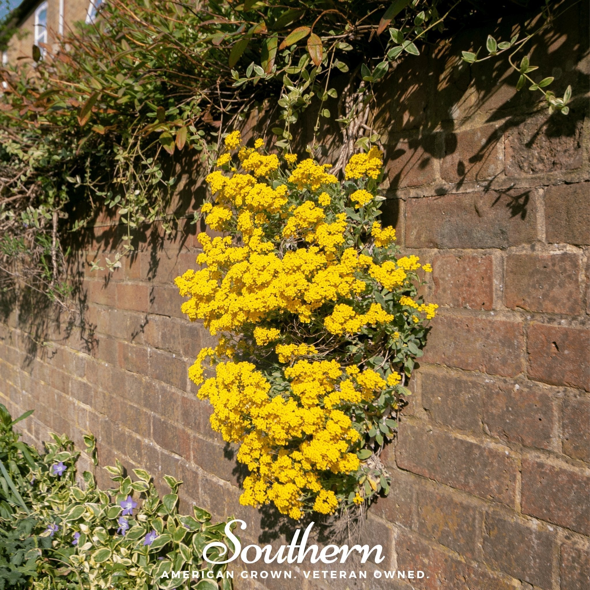 Basket of Gold Alyssum – 100 Seeds