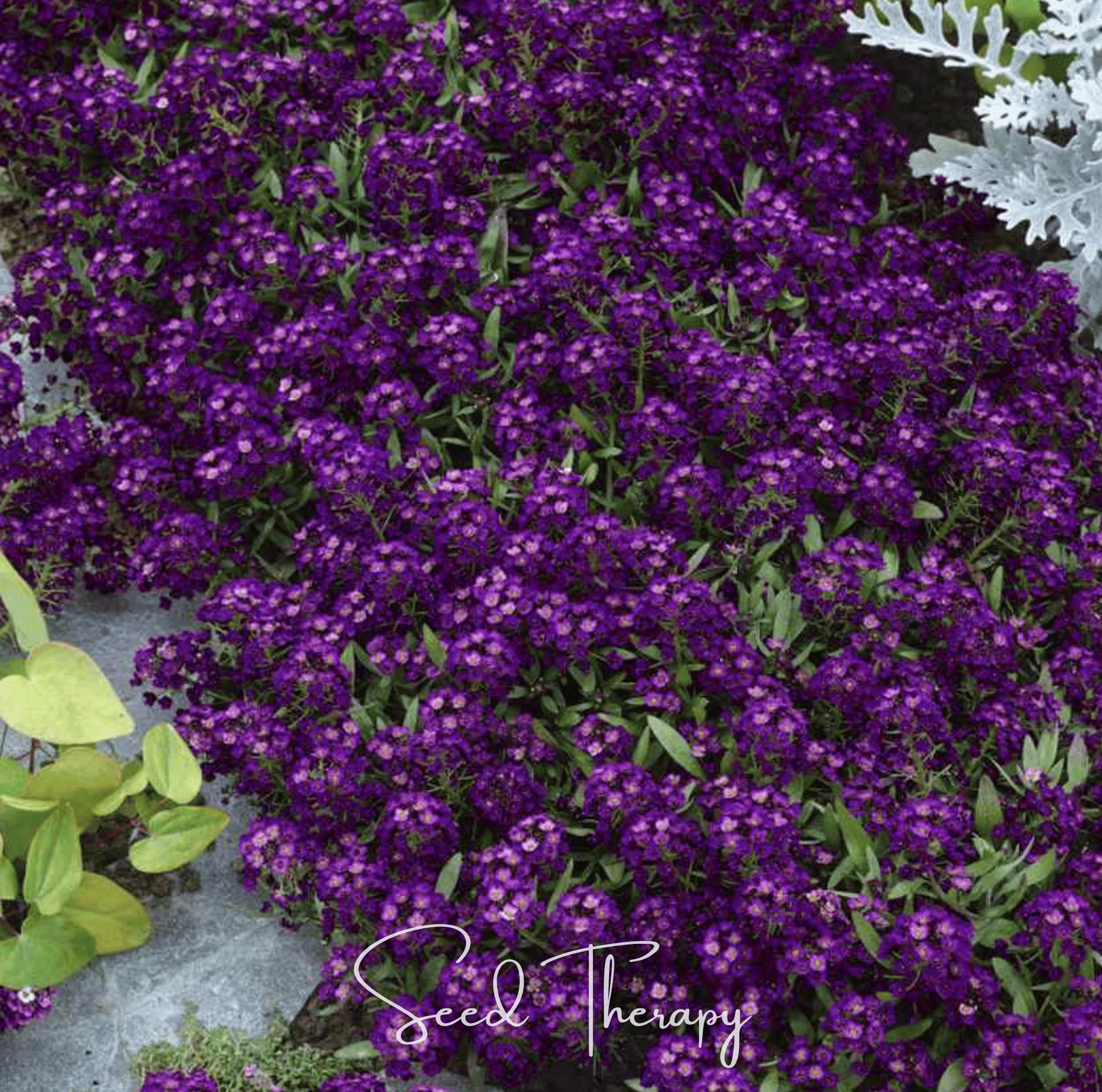 Oriental Nights Alyssum – 100 Seeds