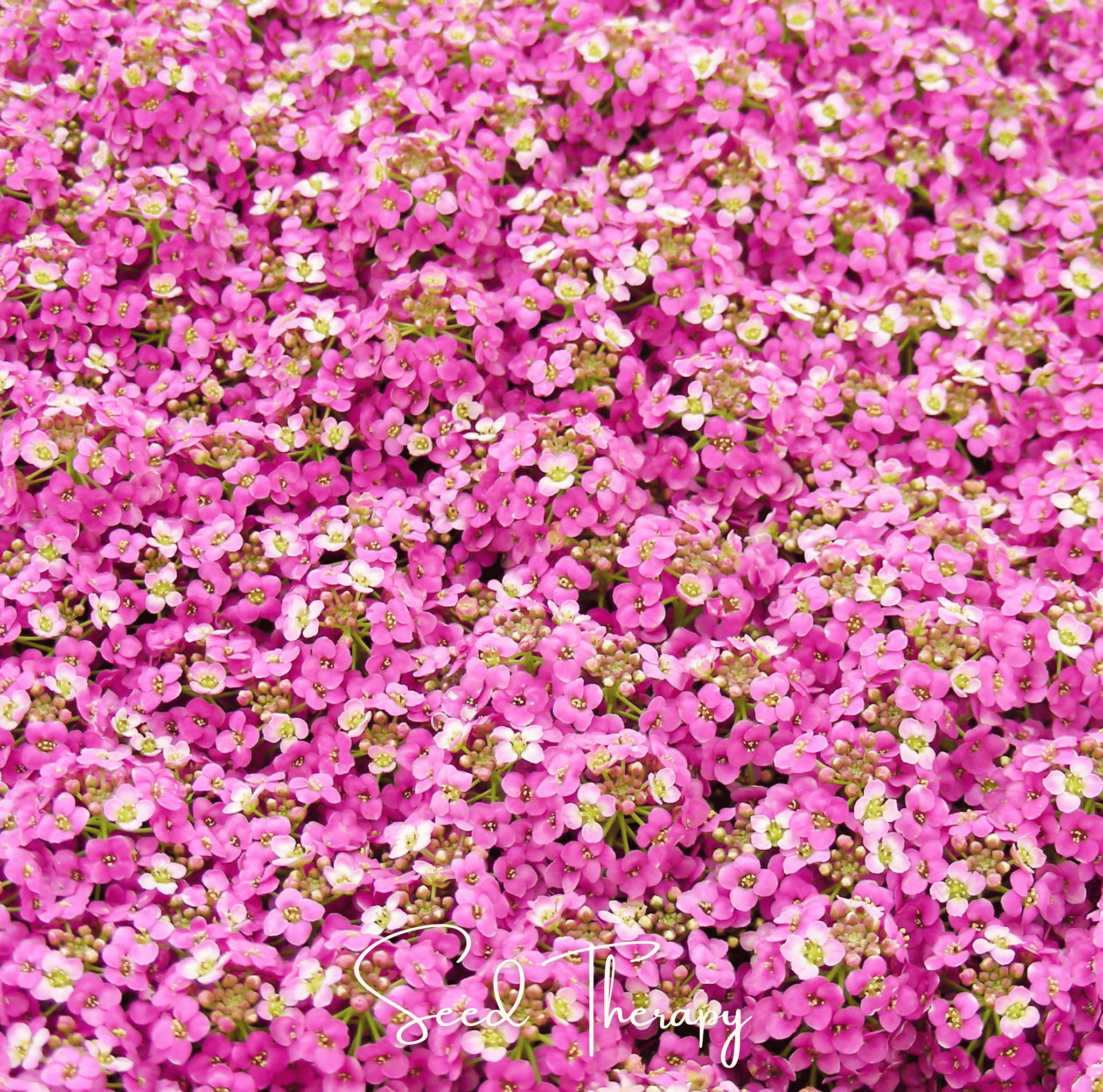 Pink Dwarf Sweet Alyssum – 250 Seeds