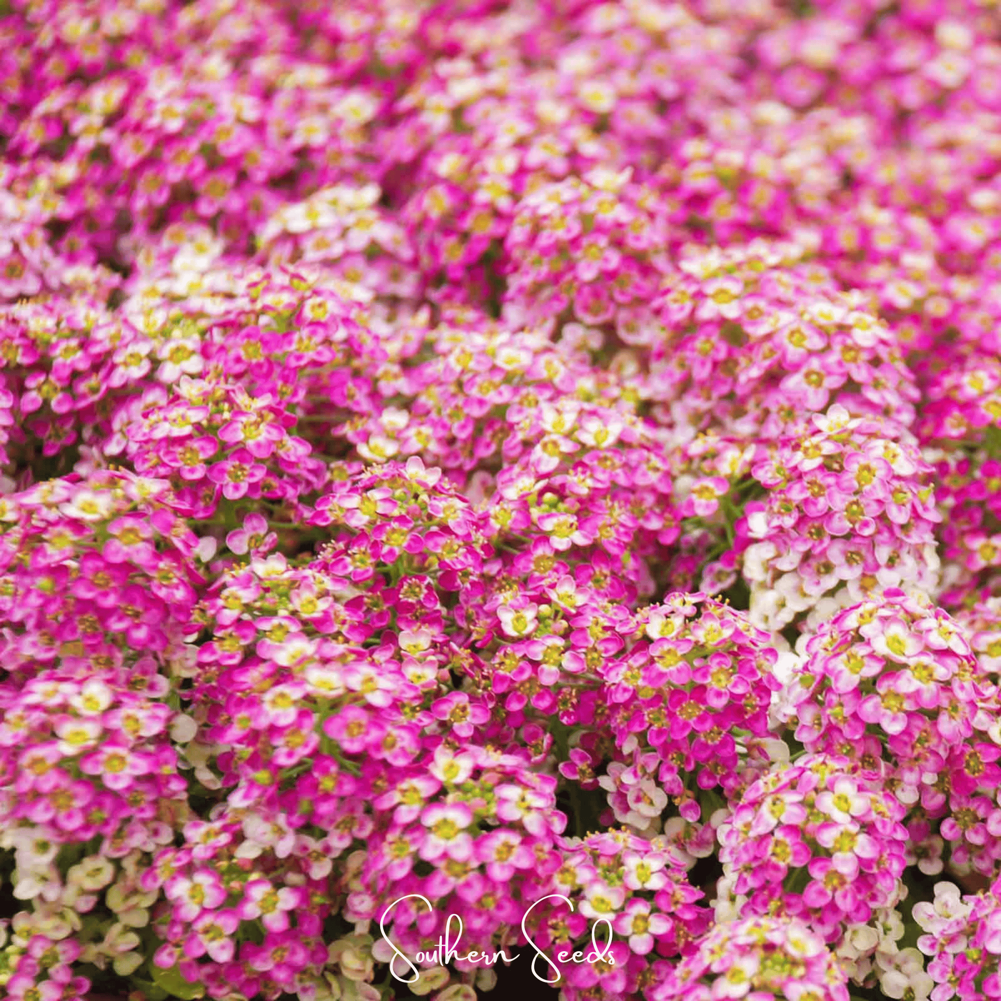 Pink Dwarf Sweet Alyssum – 250 Seeds