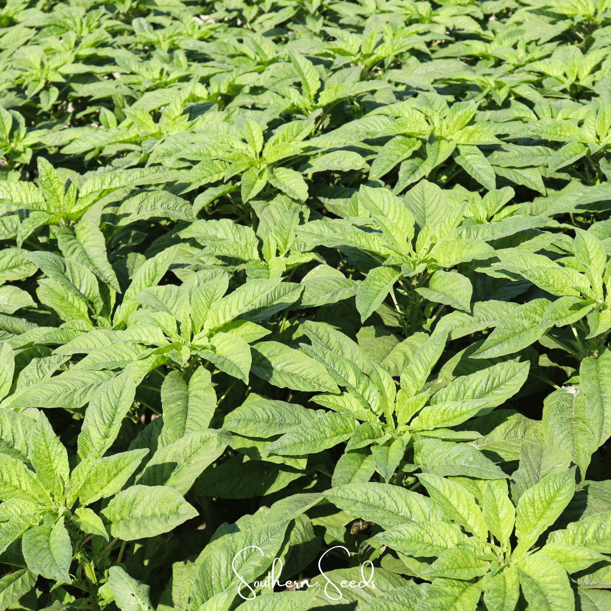 Green Callaloo Amaranth – 100 Seeds