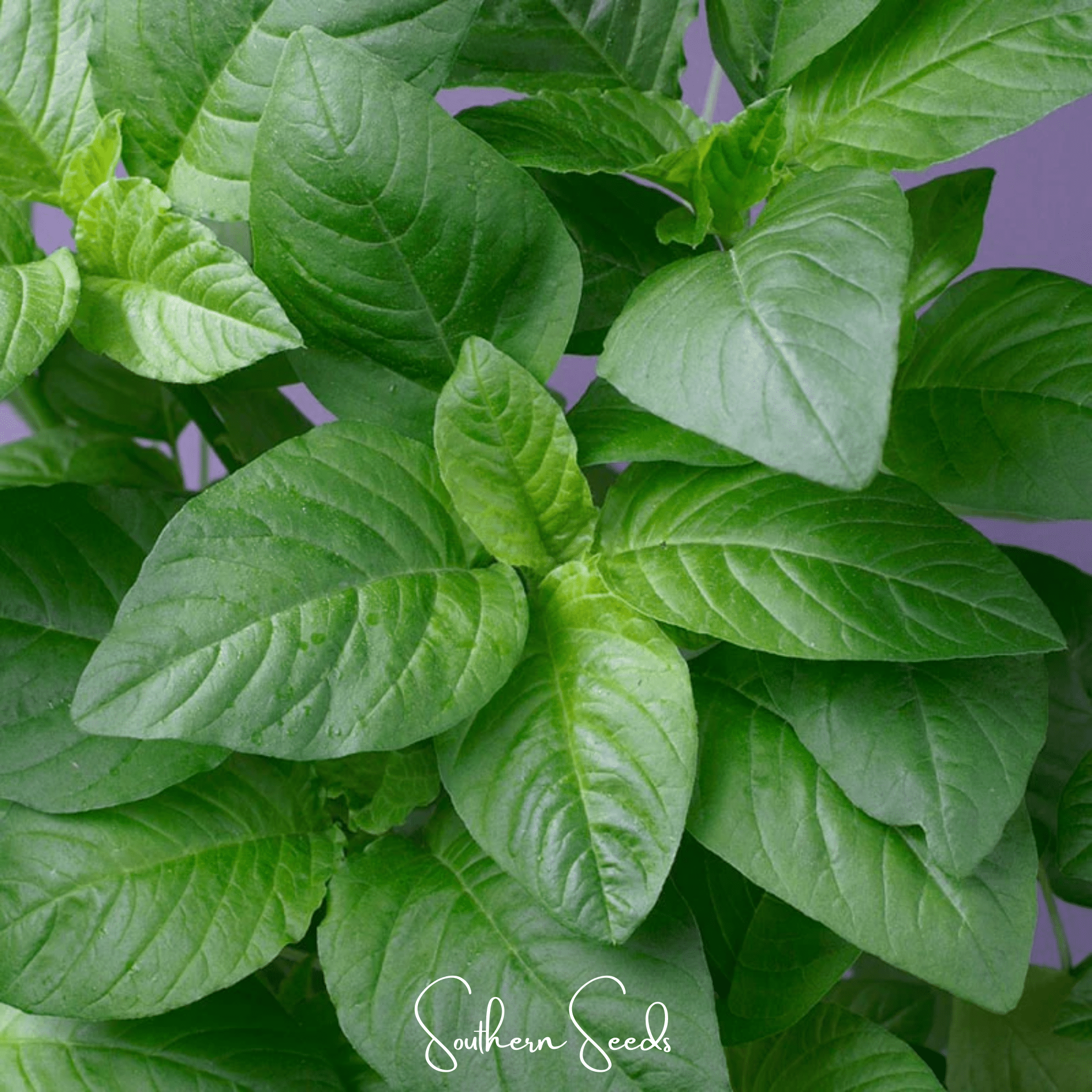 Green Callaloo Amaranth – 100 Seeds
