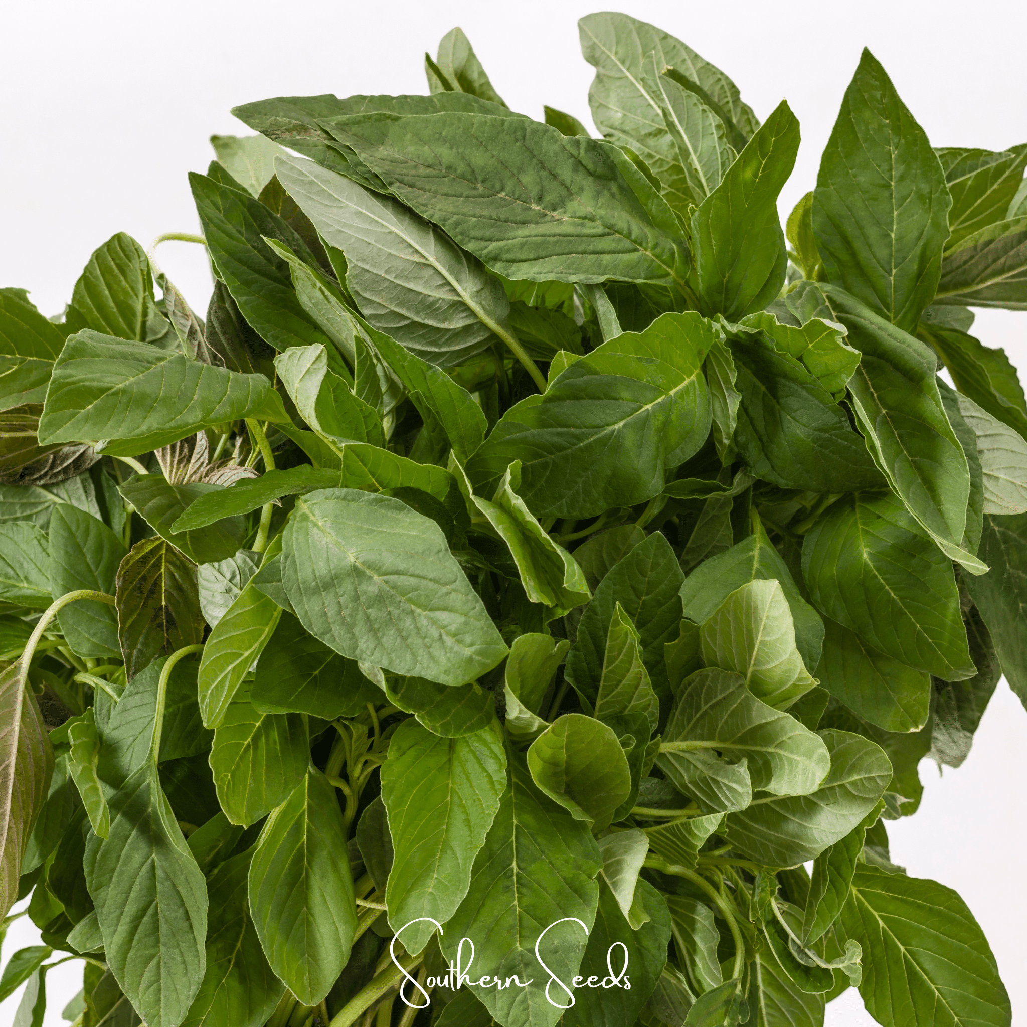 Green Callaloo Amaranth – 100 Seeds
