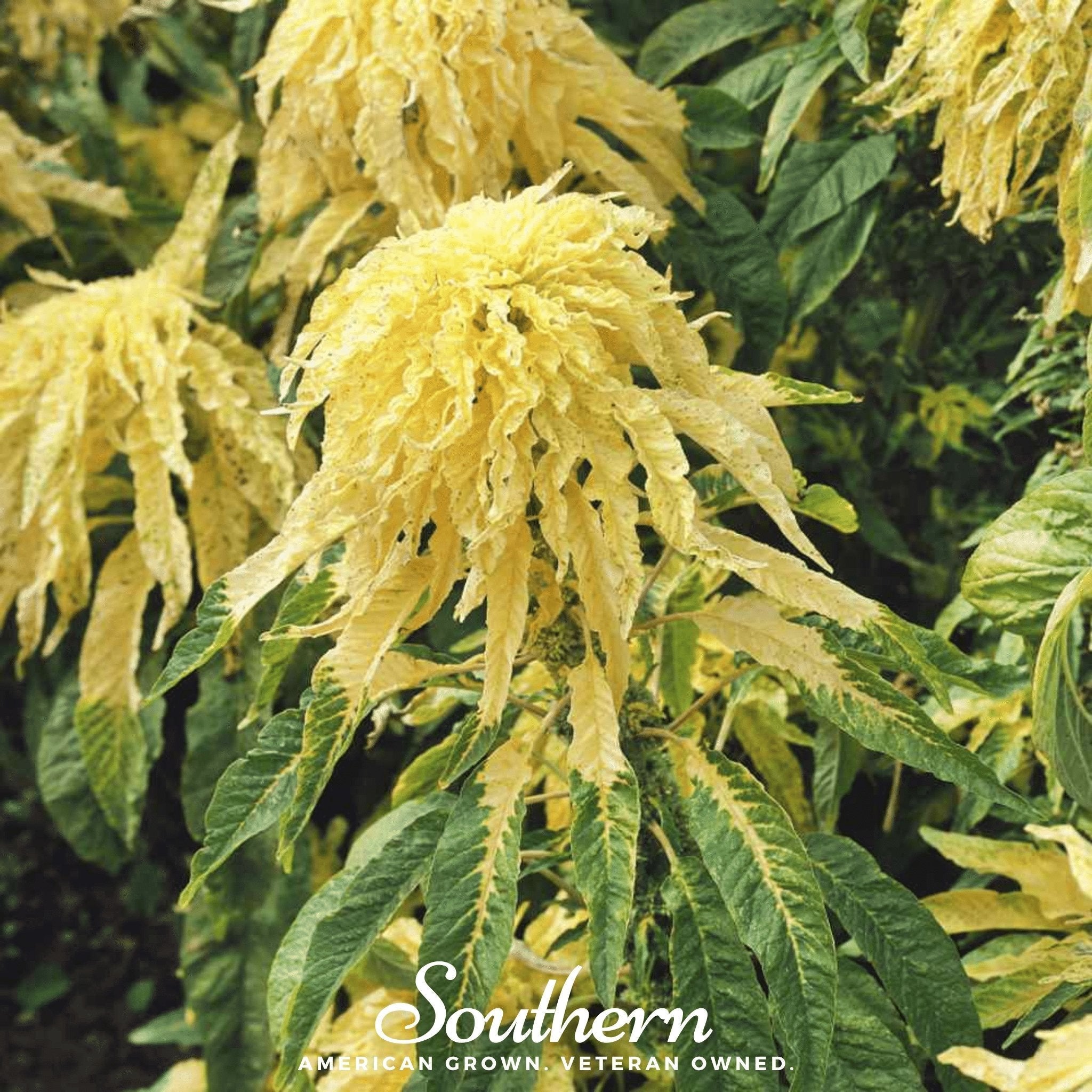 Yellow Amaranth – 100 Seeds