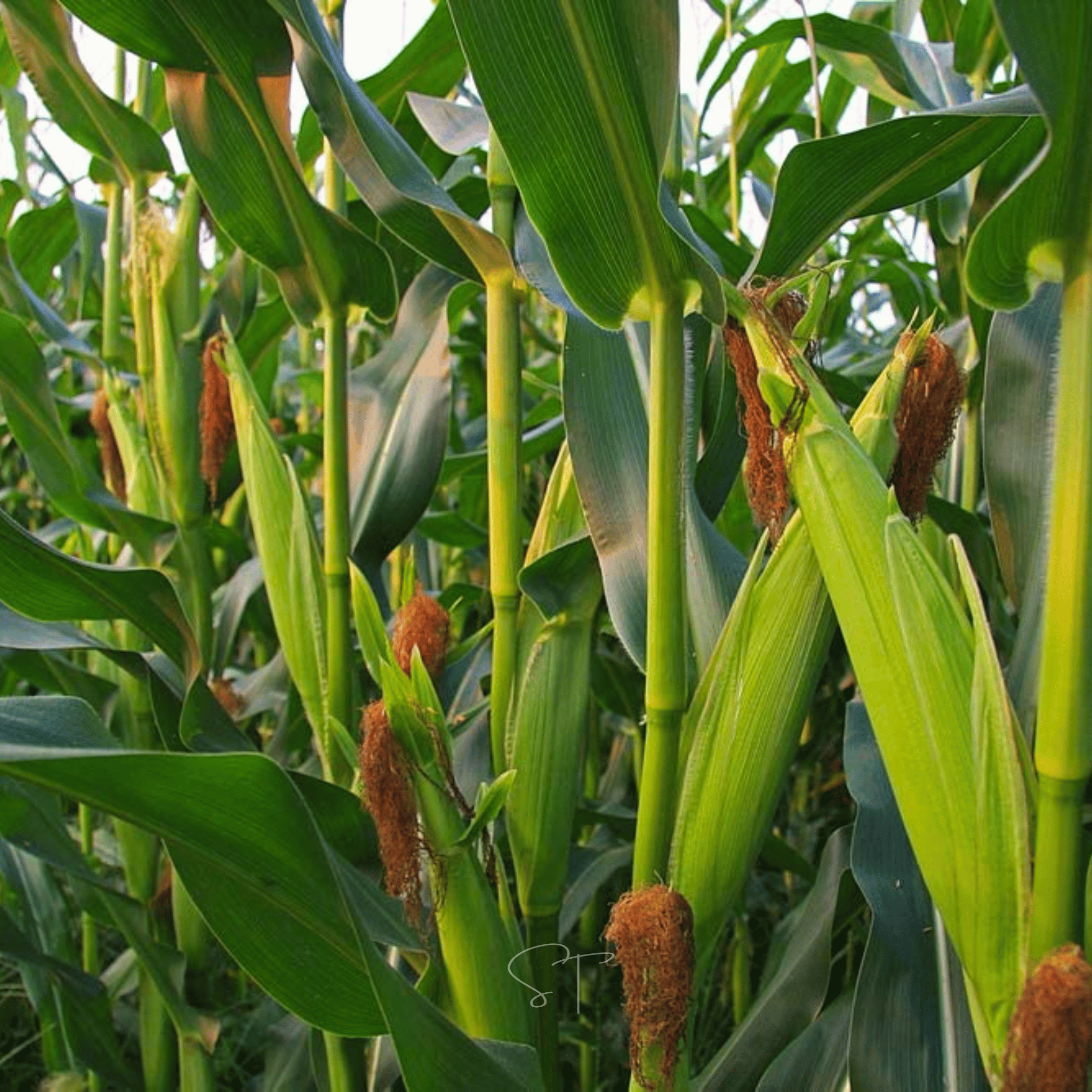 Ambrosia Corn – 30 Seeds