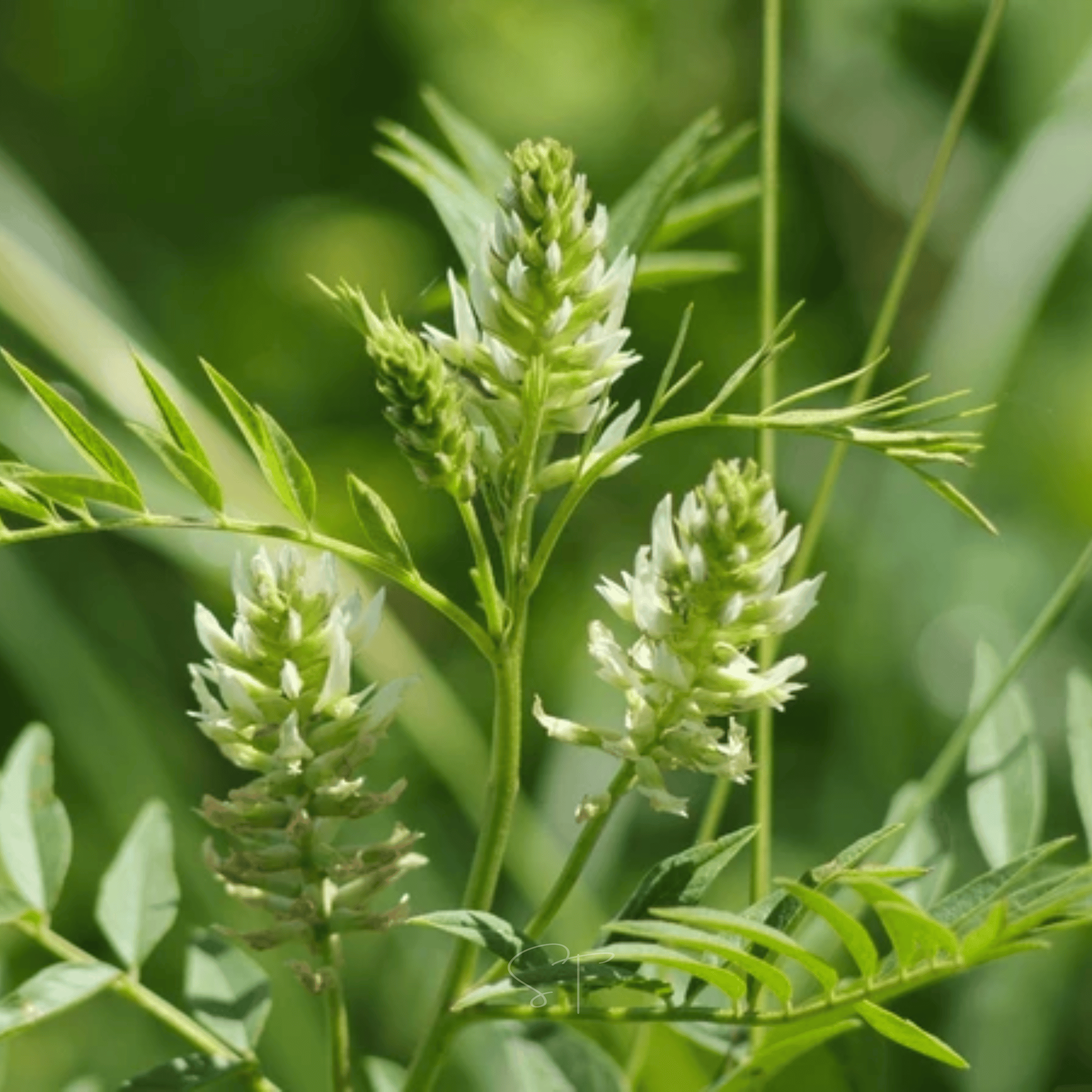 American Wild Licorice – 40 Seeds