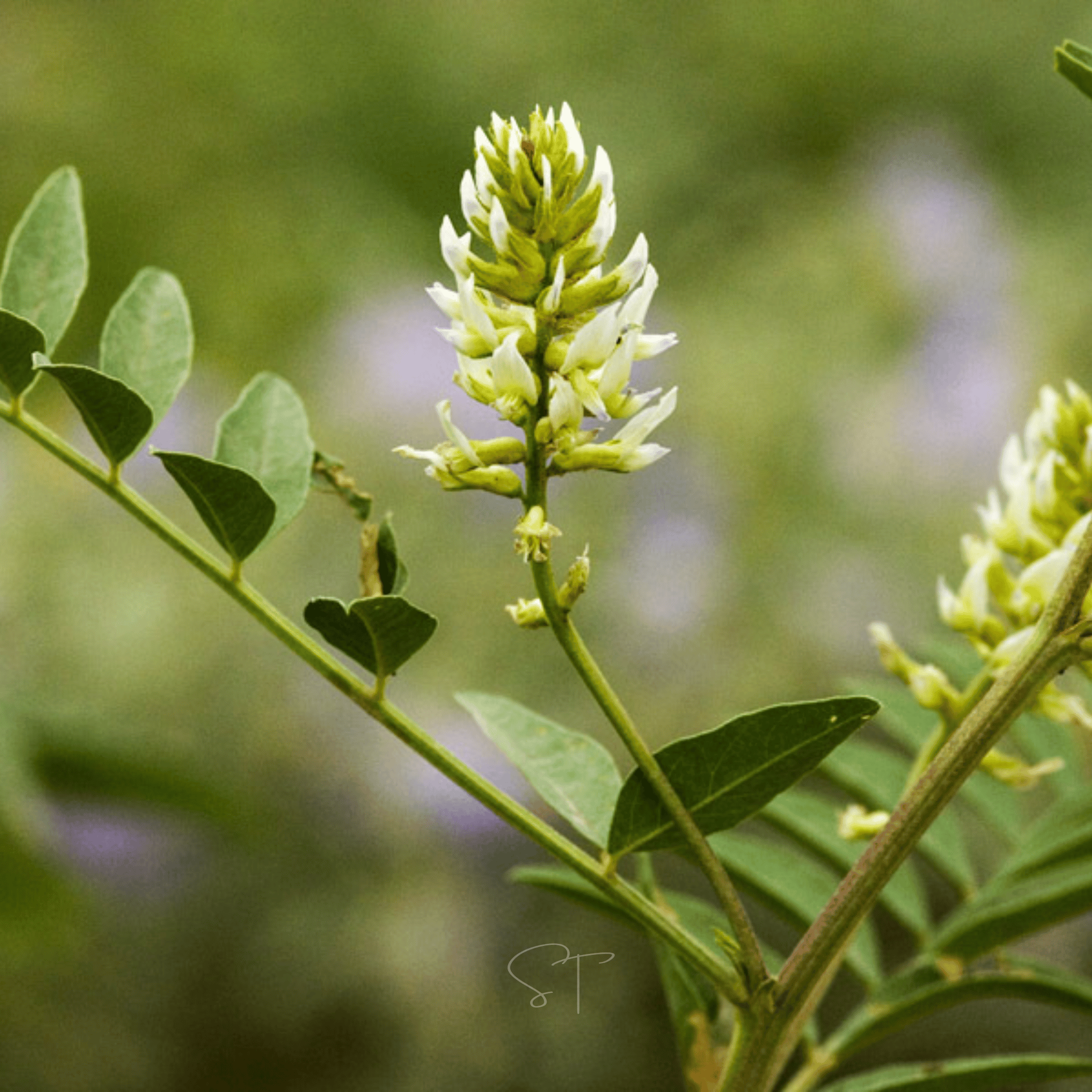 American Wild Licorice – 40 Seeds