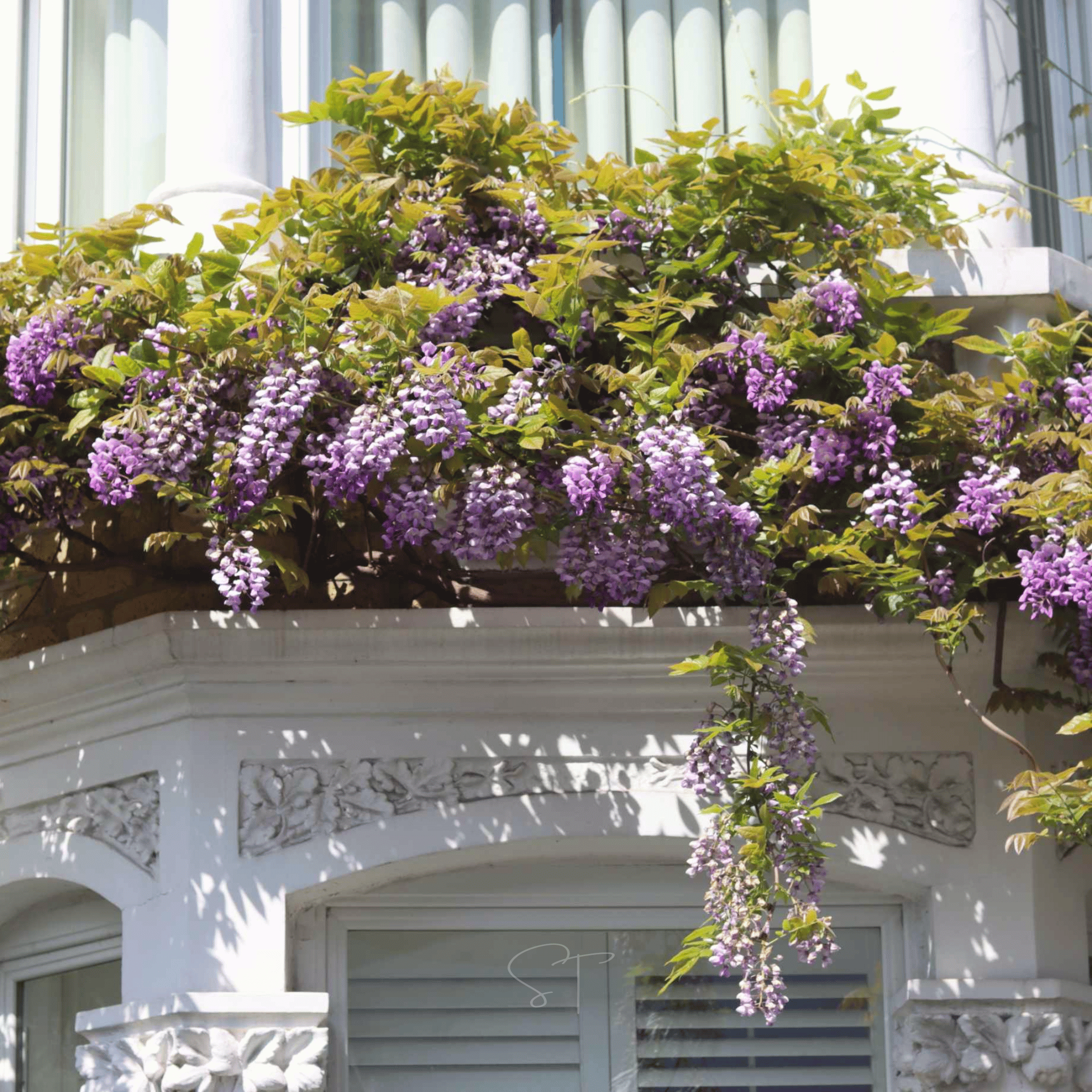 American Wisteria – 5 Seeds