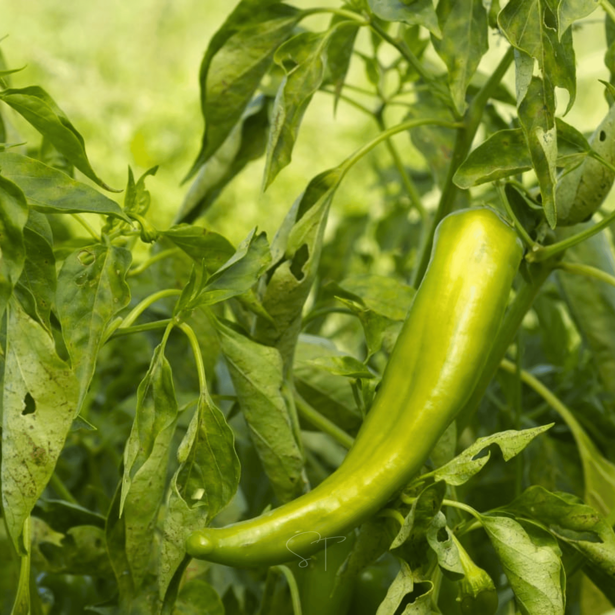 Anaheim Chili Pepper – 25 Seeds