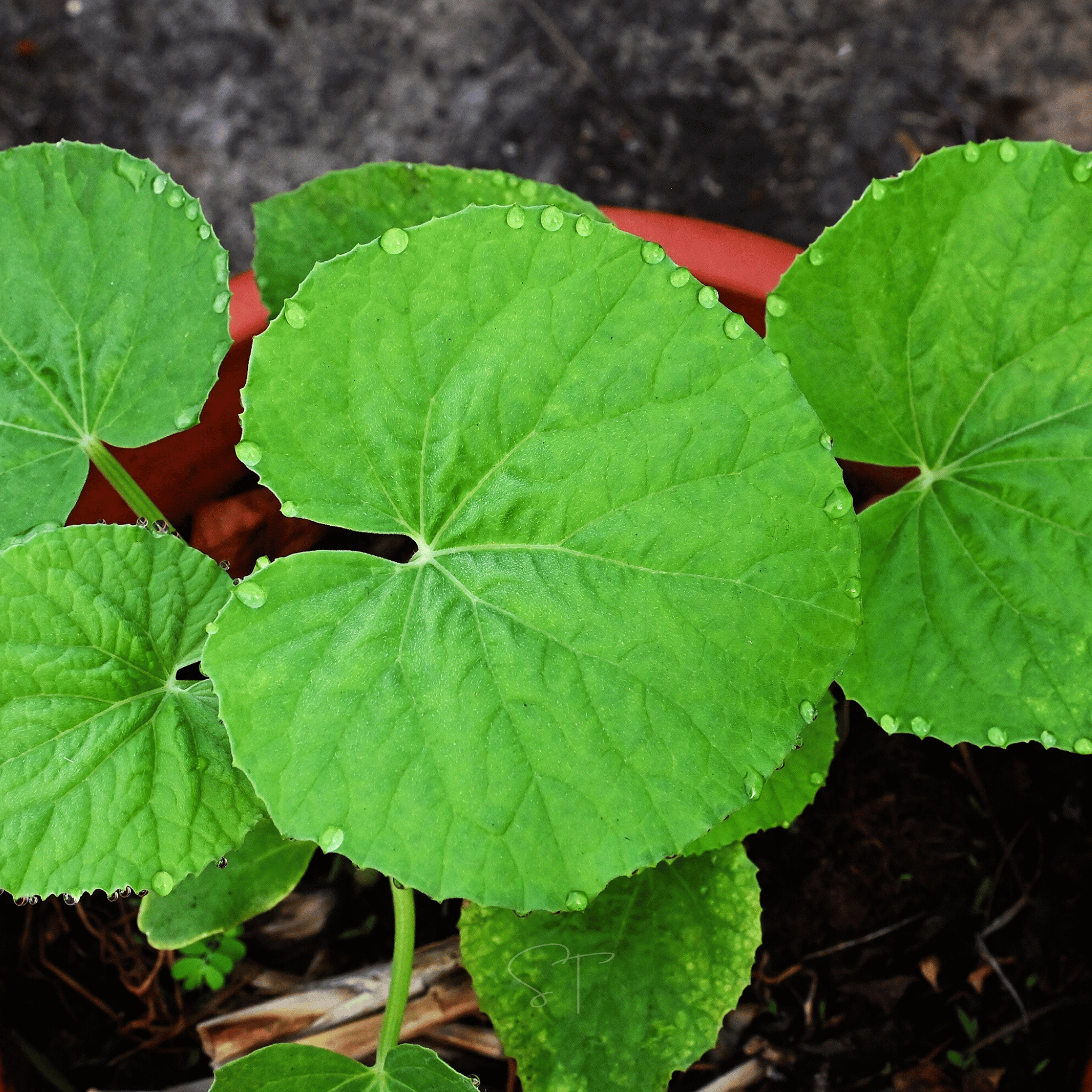 Armenian Yard-Long Cucumber – 30 Seeds