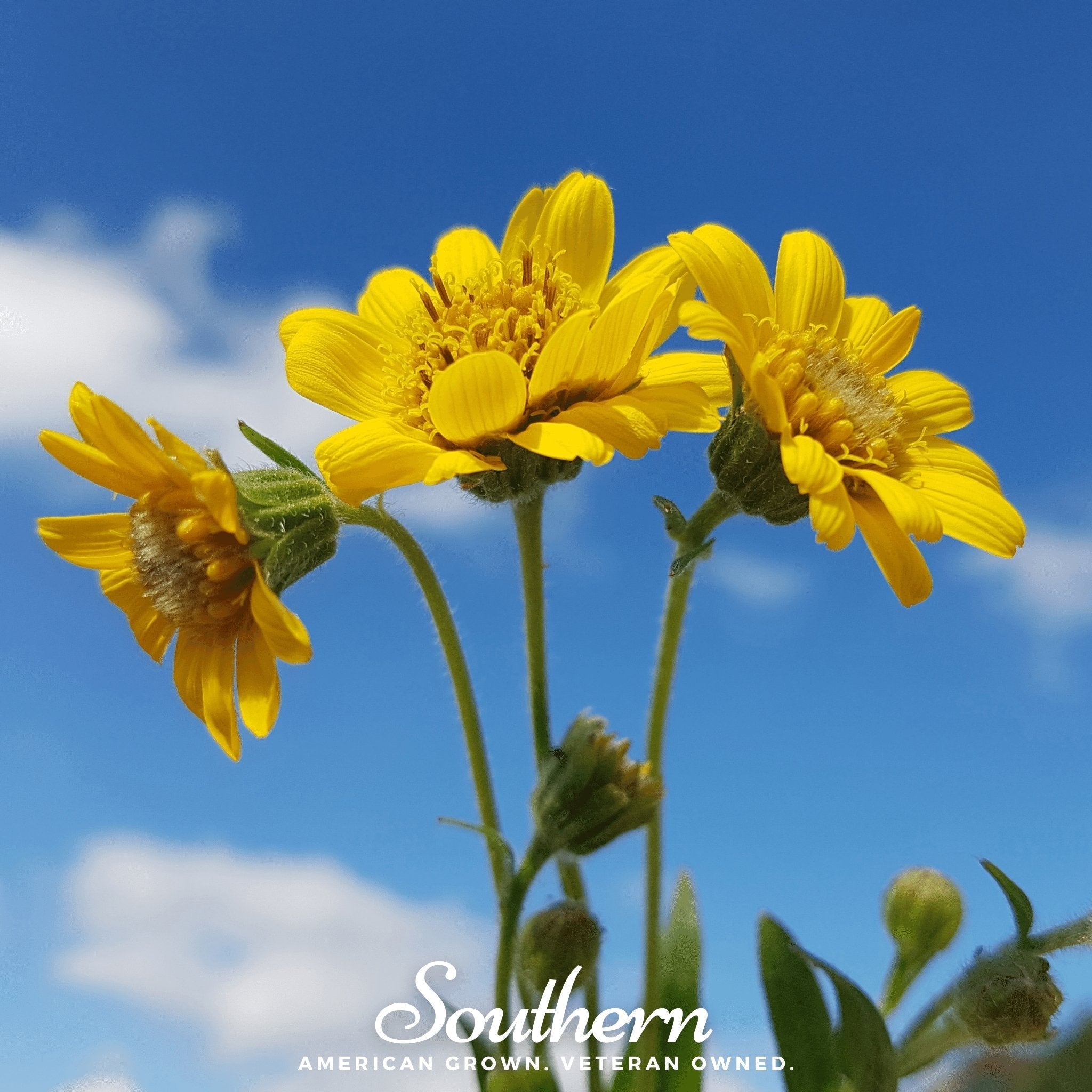 Meadow Arnica – 20 Seeds